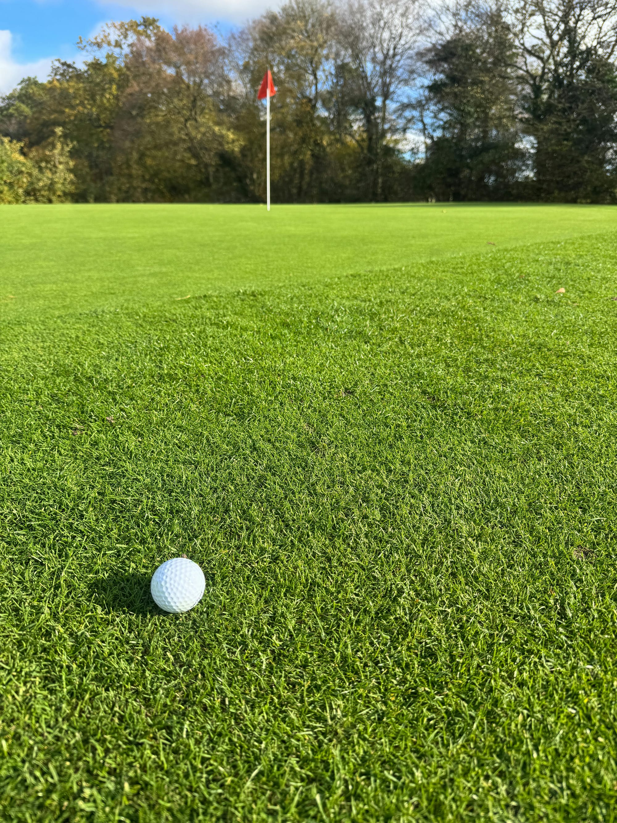 Close-up of golf ball near cup on a natural-grass putting green showing green surface